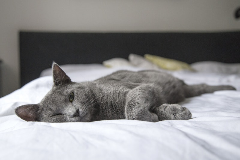 Bagaimana Cara Mengatasi Kucing Stres Karena Pindah Rumah yang Benar?